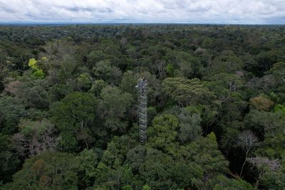 Brazil builds 'rings of carbon dioxide' to simulate climate change in the Amazon