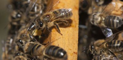 Australia is in a unique position to eliminate the bee-killing Varroa mite. Here's what happens if we don't