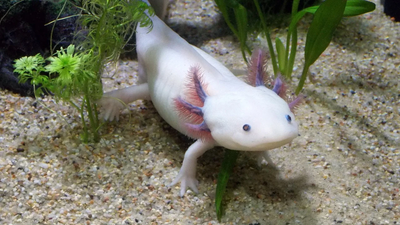 The tragedy of the axolotl mutant and its mystery gene