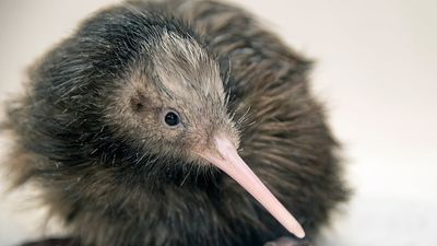 Zoo Miami issues apology, stops kiwi encounters after concerns about treatment of New Zealand bird