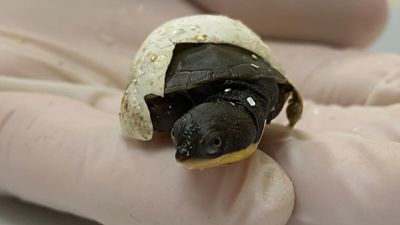 New hope for Manning River turtles as they mate for first time at conservation park