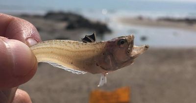 Warning issued to people who spot tiny fish on West Country beaches