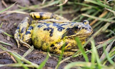 Chemical cocktails harmful to wildlife found in 81% of English rivers and lakes