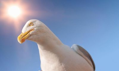 Gulls choose what to eat by watching humans, study suggests