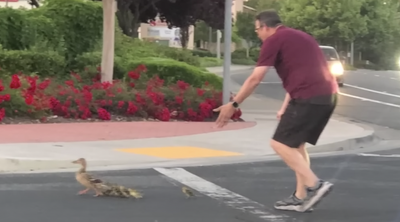 Dad who helped ducks cross road killed moments later in front of his kids