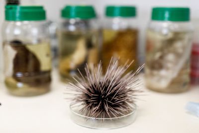 Red Sea epidemic kills off sea urchins, imperilling coral
