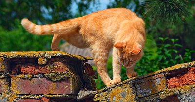 Gardeners share 'tried and tested' tips to keep cats away from flowerbeds this summer