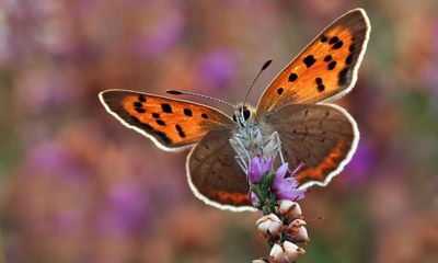 Europe’s grassland butterfly population down more than a third in 10 years