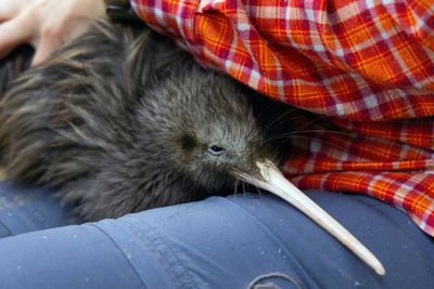 Miami zoo's meet-a-kiwi scheme ruffles feathers in New Zealand