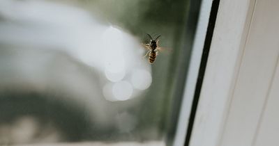 Mrs Hinch fans share nifty £5 hack to keep insects from coming into house during summer