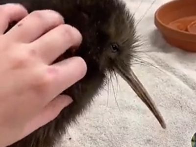 Enraged New Zealanders call out ‘mistreatment’ of kiwi at Miami zoo