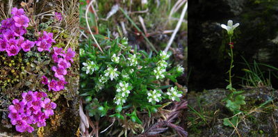 Tiny but tenacious: arctic-alpine plants are engineers and warning bells