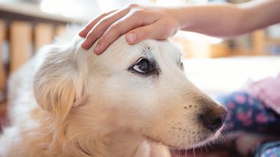 Canine trainer reveals secret to keeping yourself safe when meeting a nervous dog for the first time — and it’s so simple