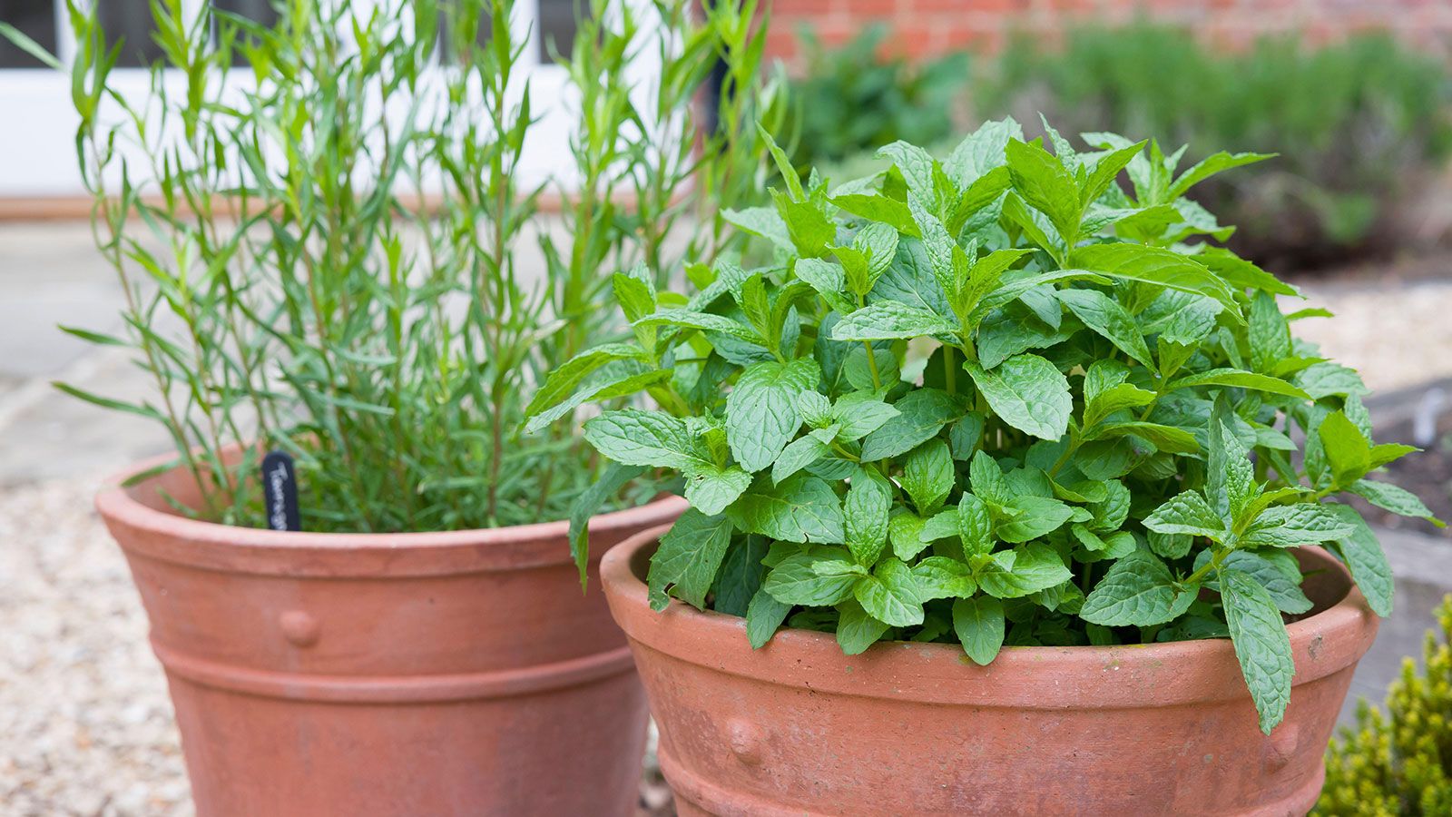 Growing herbs in pots 10 expert tips for delicious…