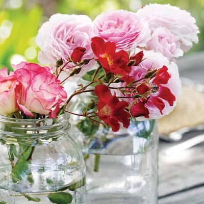 How to grow your very own picture-perfect peonies in pots