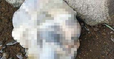 Horror as five dead puppies left to suffocate and drown found in a plastic bag: 'An unspeakably cruel act'