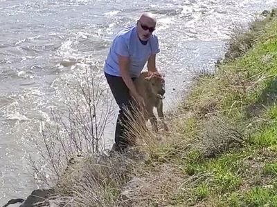 Baby bison euthanized after being handled by a Yellowstone guest, rejected by herd