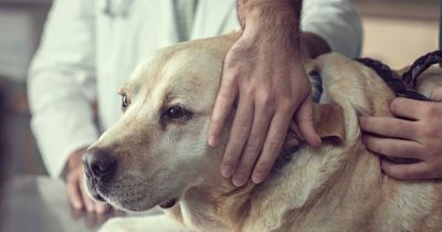 Family in floods of tears over vet's touching letter sent after putting dog to sleep