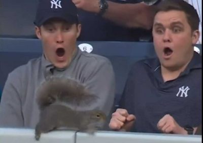 The Yankees fans terrified by a squirrel have inevitably turned into a meme