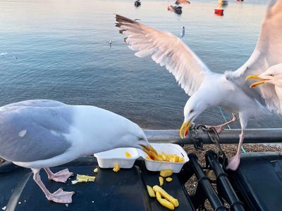 Why seagulls steal your food at the beach revealed