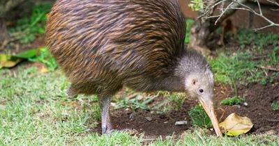 Zoo sorry for mistreatment of iconic kiwi bird after New Zealanders left 'appalled'