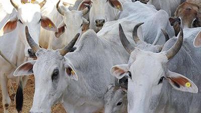 U.P. conserves more than 11 lakh destitute cattle under cow protection schemes