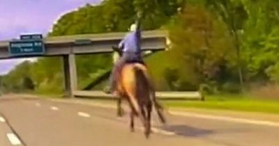 Real-life 'cowboy' on horseback lassoes runaway cow on motorway in dramatic dashcam vid