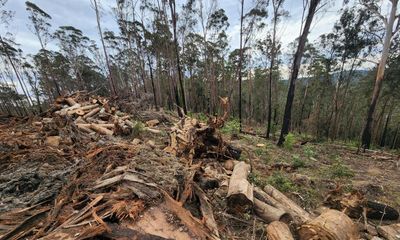 Perrottet government plan to end native logging in NSW was blocked by Nationals