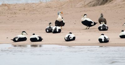 Scot photographs rare 'Elvis' bird after years of searching for elusive creature