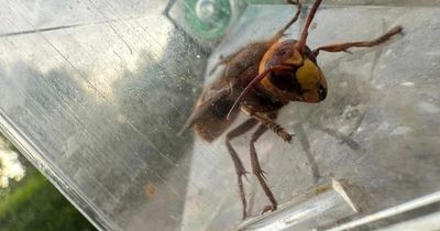 Expert weighs in after Nottinghamshire locals fear Asian hornet sighting