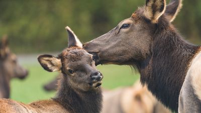 'Don't take baby elk home' officials warn well-meaning hikers
