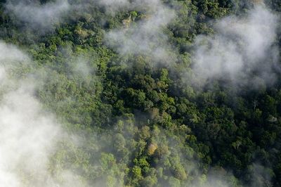 Can This “Unprecedented” Experiment in the Amazon Help Save Our Planet?