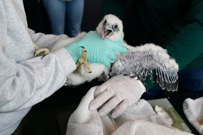 Fuzzy falcon chicks who nest at Michigan State football stadium get tracking bands