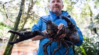 Landcare group fights to stop Tasmanian giant freshwater crayfish becoming roadkill
