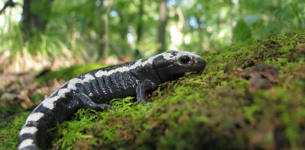 Can 'climate corridors' help species adapt to warming world?