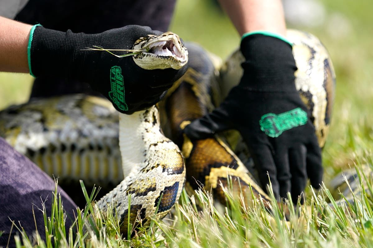 Registration opens for annual Florida Python Challenge