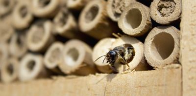 Could wildflowers and bug hotels help avert an insect apocalypse? We just don't know – yet