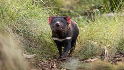 Proponent of Robbins Island wind farm asked to detail plan to offset loss of Tasmanian devil habitat