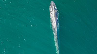 Rare pygmy blue whale sighted off Terrigal on NSW Central Coast