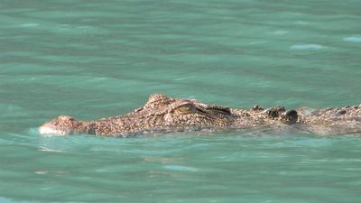 Saltwater crocodile bites female tourist in Kimberley creek