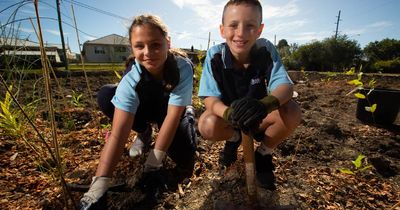 Little hands make a mighty start on Lake Macquarie's 'tiny forest' at Teralba