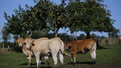 French farmers up in arms over call to cut cow numbers for sake of climate