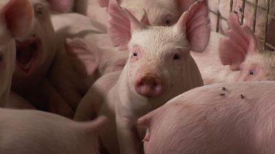 Victorian parliament to hold inquiry into pig welfare following alleged abattoir break-ins