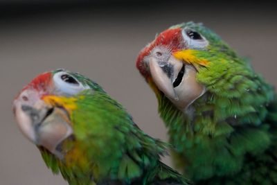 Chirping sounds lead airport officials to bag filled with smuggled parrot eggs