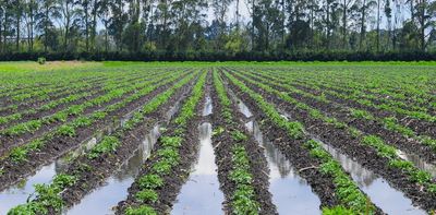 What was behind Australia's potato shortage? Wet weather and hard-to-control diseases