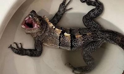 What lies beneath: Florida man finds iguana lurking in his toilet bowl