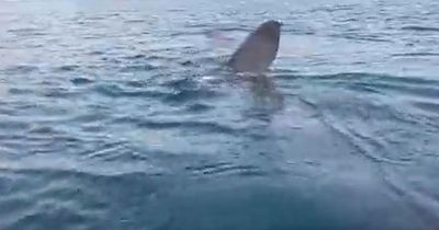 'Surreal' moment shark swims right under astonished kayakers in 'nose to nose' encounter