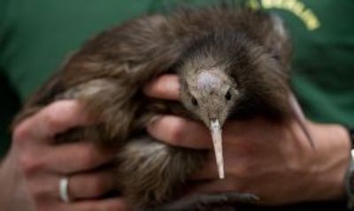 US zoo’s treatment of kiwi bird ruffles diplomatic feathers
