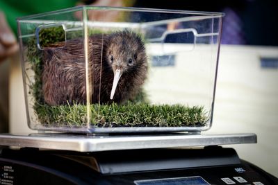 A Miami zoo apologizes for kiwi petting encounter that angered New Zealanders