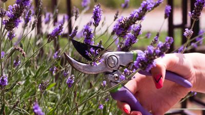 How to propagate lavender from cuttings – expert tips for successful softwood and hardwood propagation